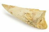 Fossil Spinosaurus Toe Claw - Excellent Preservation #241023-4